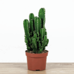Cactus de ordenador