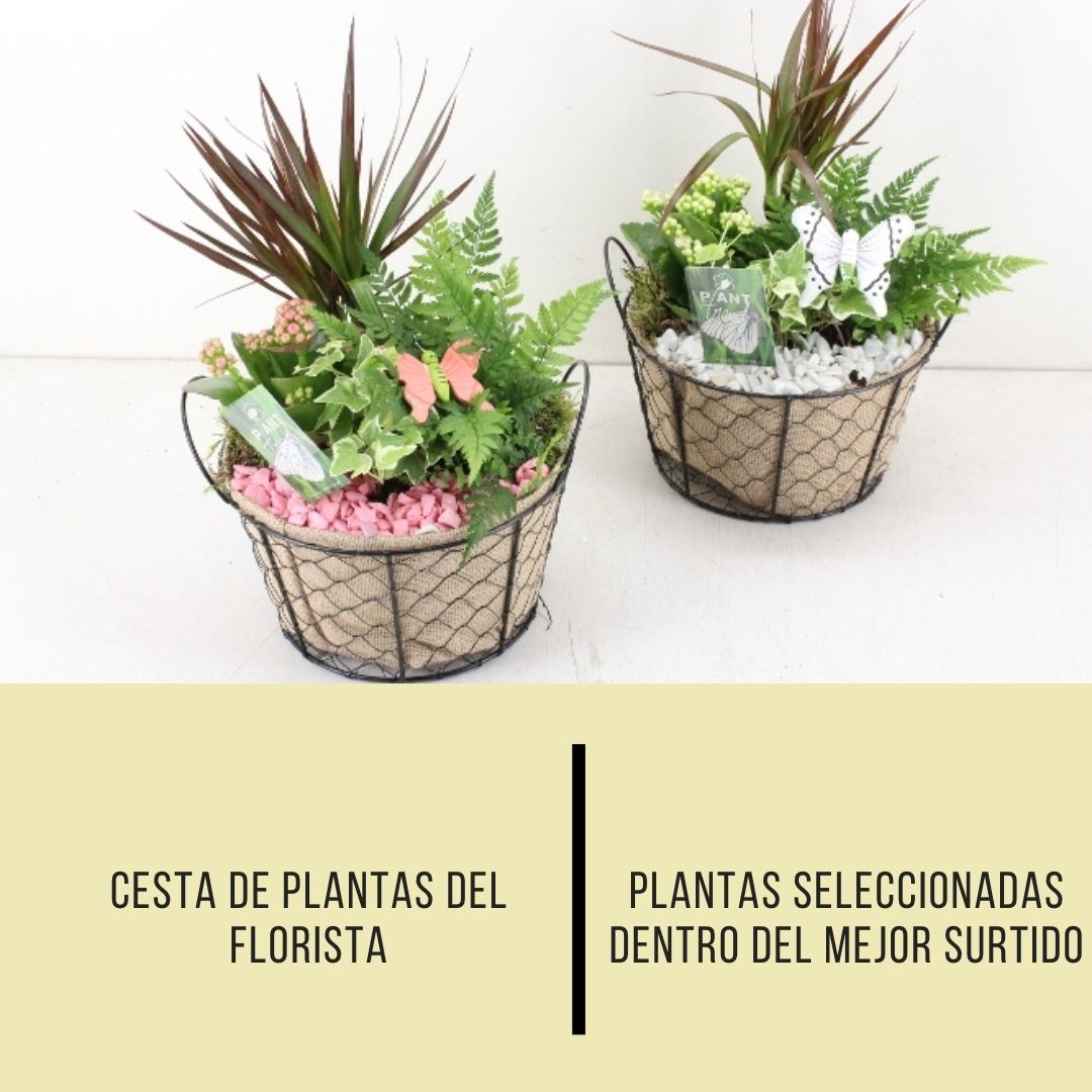 Cesta-del-florista.jpg Cesta de plantas variada - Imagen 1