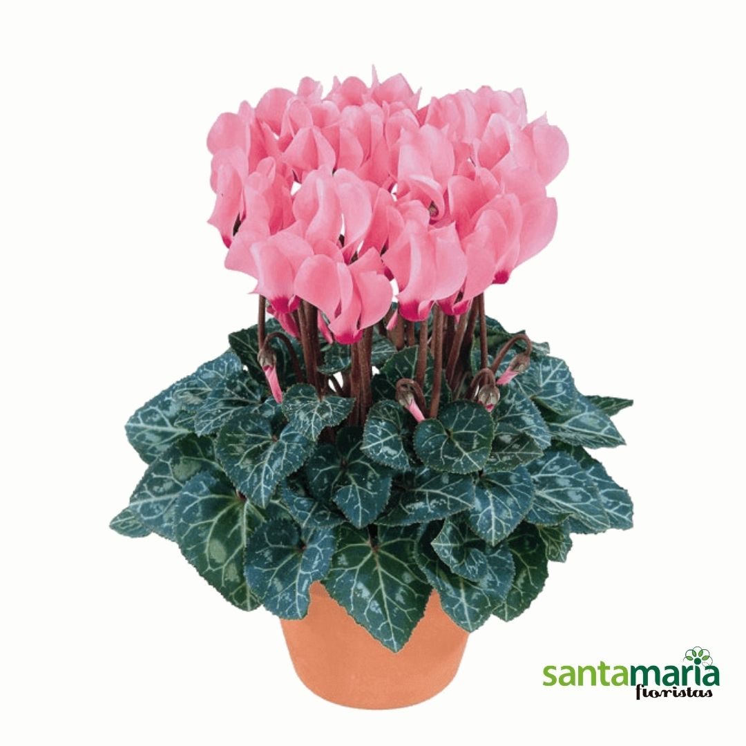 Cyclamen.jpg Cyclamen - Imagen 1