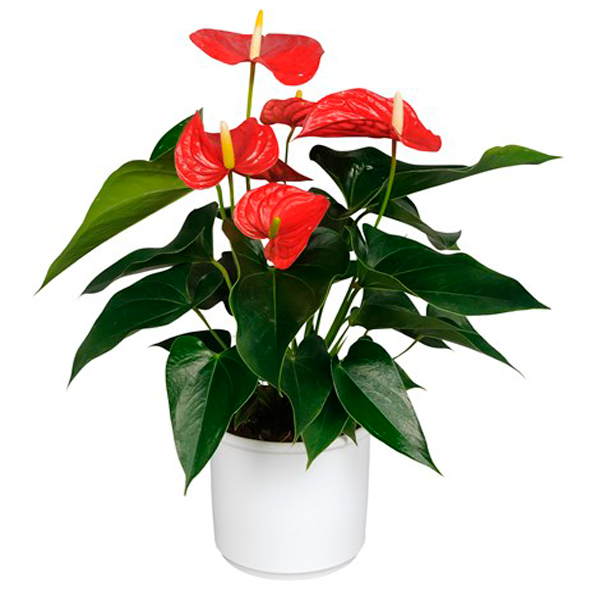 anthurium.png Anthurium - Imagen 1