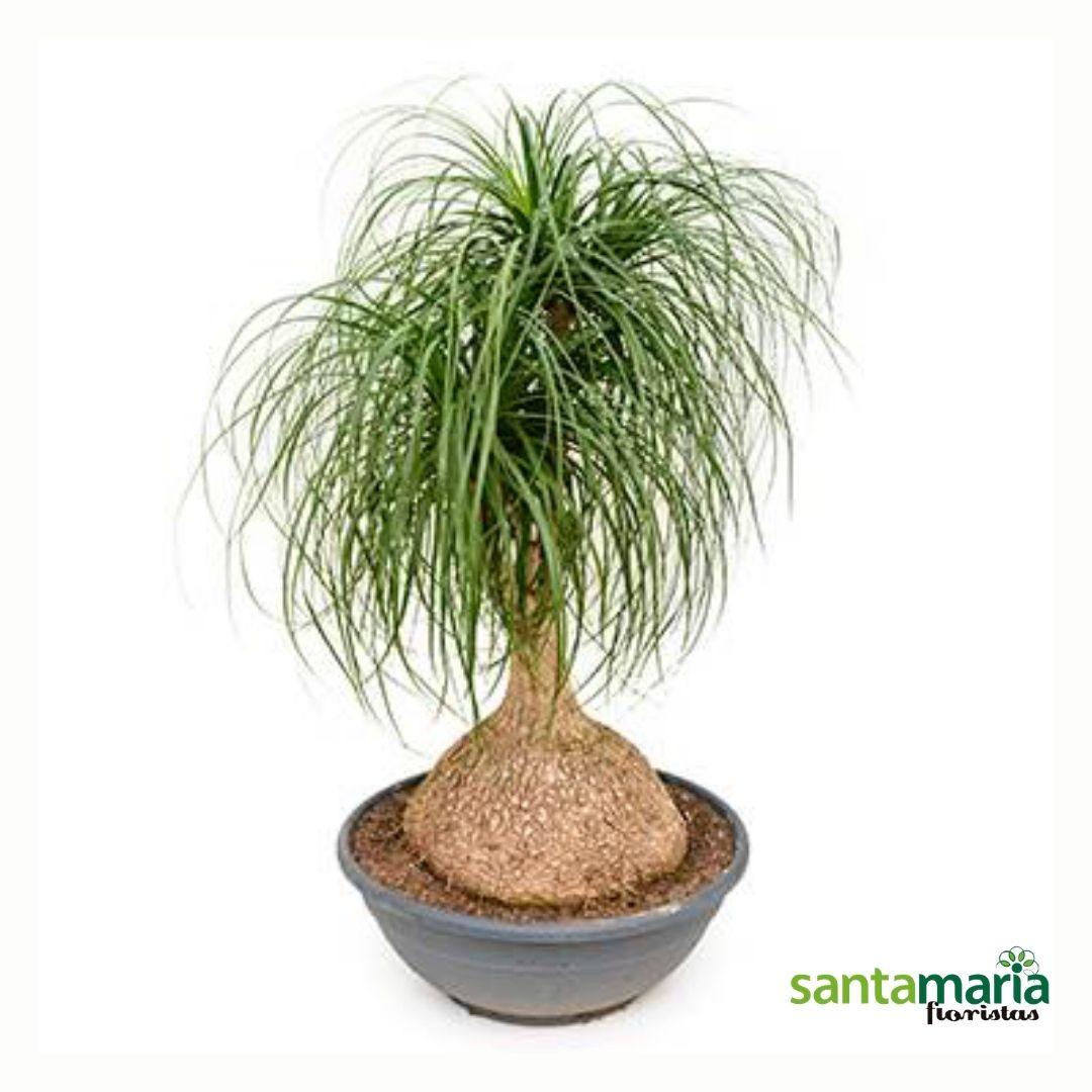 beaucarnea-recurvata.jpg Beaucarnea recurvata - Imagen 1