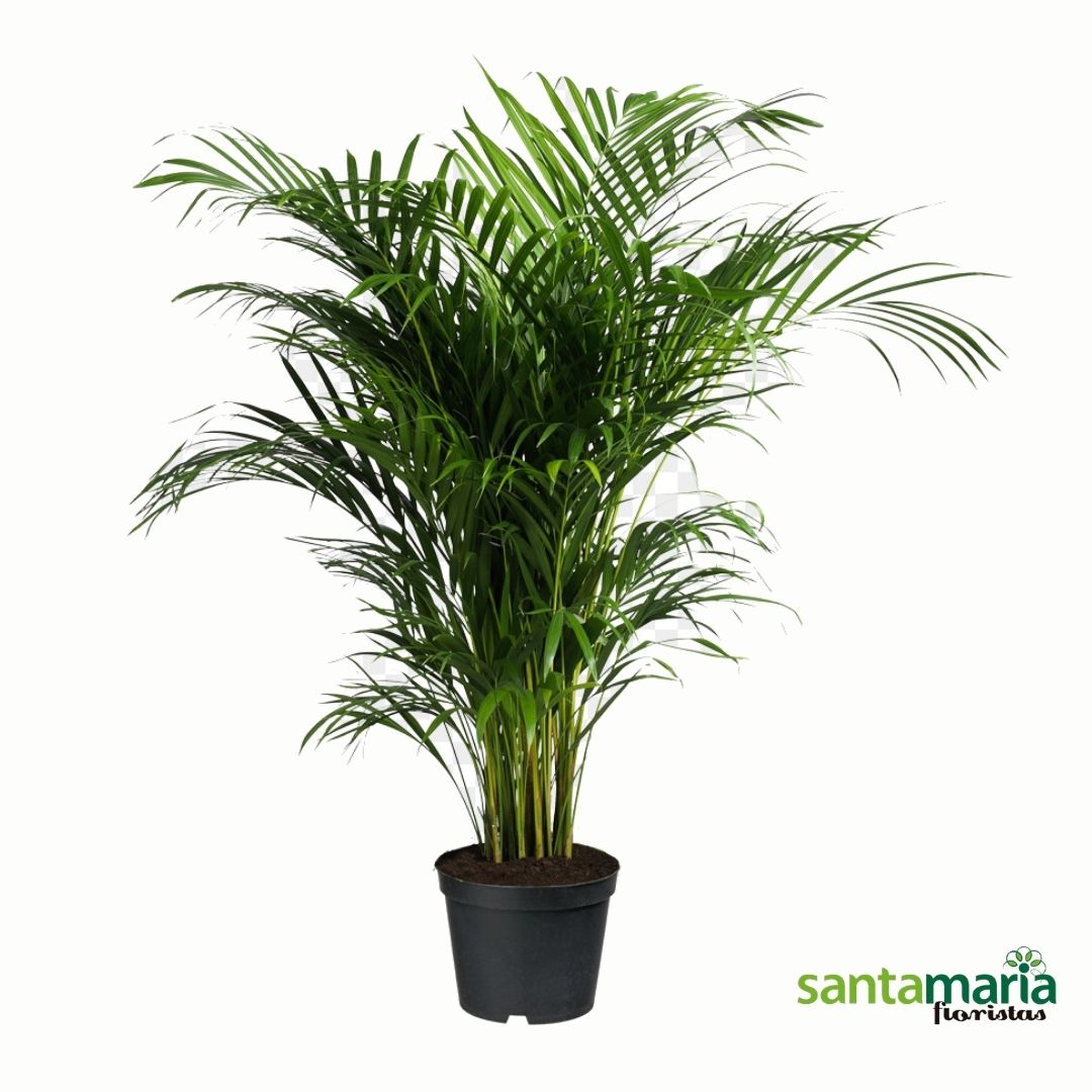 howea-forsteriana.jpg Howea forsteriana - Imagen 1