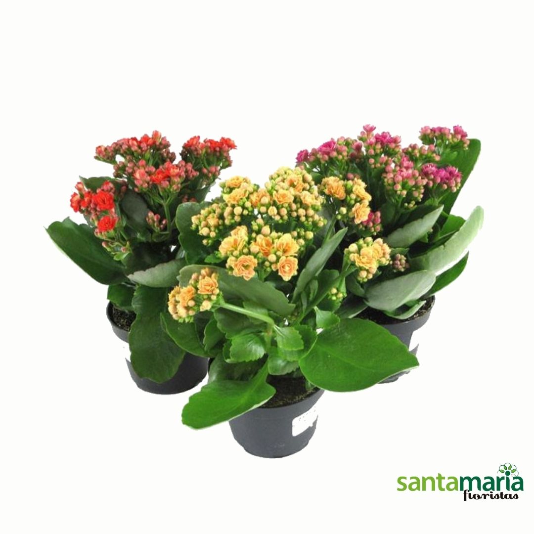 kalanchoe.jpg Kalanchoe - Imagen 1