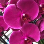 Orquídea Phalaenopsis fucsia