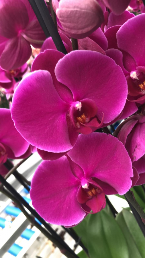 phalepnosis-fucsia.png Orquídea Phalaenopsis fucsia - Imagen 1