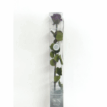 Rosa preservada púrpura