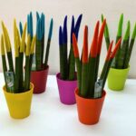 Sansiviera cilindrica de color