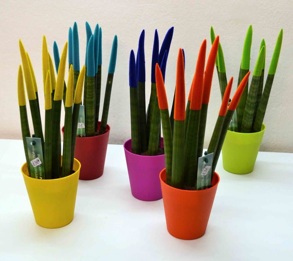 sansiviera.jpg Sansiviera cilindrica de color - Imagen 1