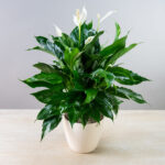 Spathiphyllum